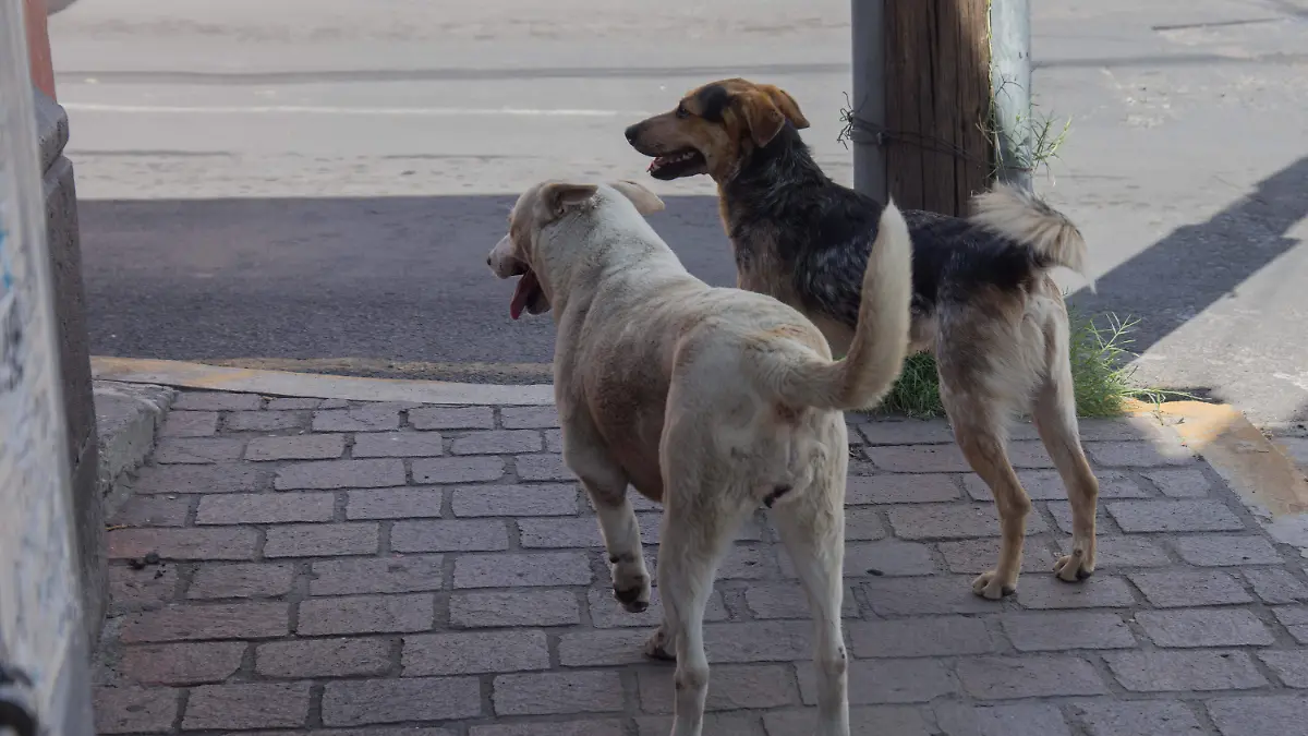 Mascotas deben estar debidamente vacunadas para prevenir enfermedades estacionarias.  Foto César Ortiz.